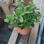 Crassula multicavaЛіст