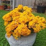 Kalanchoe blossfeldiana Flower