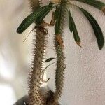 Pachypodium lamerei Fuelha