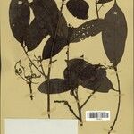 Aniba riparia Лист