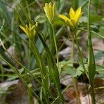 Gagea spathacea 整株植物