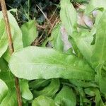 Calendula algeriensis Leaf