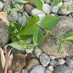 Cantinoa mutabilis Leaf