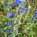 Echium vulgareÕis