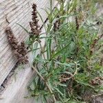 Amaranthus muricatus পাতা