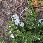 Prostanthera cuneata Çiçek