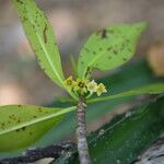 Rhizophora mangle Kvet