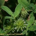 Trifolium retusum Habit