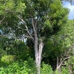 Swietenia mahagoni Кара