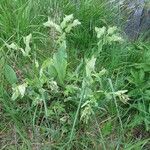 Cerinthe glabra Otro