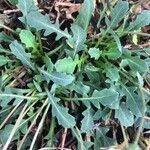 Crepis bursifolia Blad