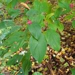 Clerodendrum trichotomum Folha