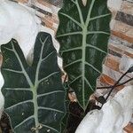 Alocasia longiloba Leaf