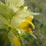 Rhinanthus majorFlower