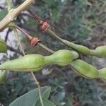 Erythrina crista-galli Fruit