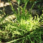 Equisetum arvense Natur