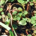 Ludwigia peploides 葉