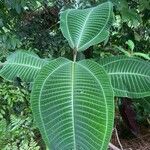 Miconia calvescens List