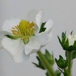 Fragaria × ananassa പുഷ്പം
