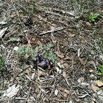 Hydrophyllum capitatum Habit