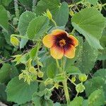 Abutilon hirtum Květ
