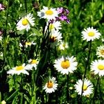 Leucanthemum ircutianum Flor