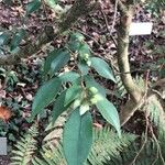Camellia fraterna Folha