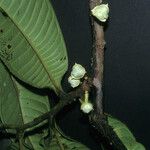 Guatteria guianensis Кора