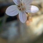 Claytonia virginica 花