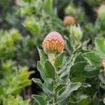 Leucospermum cordifolium Flower