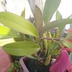 Cattleya brevipedunculata Yaprak
