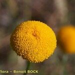 Leucanthemum virgatum 花