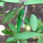 Gymnosporia senegalensis Blad