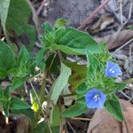 Jacquemontia tamnifolia Blüte