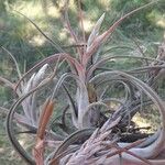 Tillandsia paucifolia 花