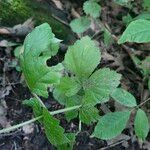 Geum laciniatum পাতা