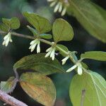 Cremaspora triflora Flower