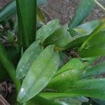 Epidendrum eburneum Leaf