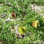 Bougainvillea spinosa Fruit