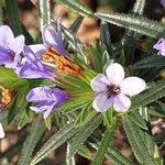 Lithodora zahnii Flor