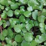 Fuchsia procumbens List