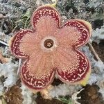 Edithcolea grandis Fleur