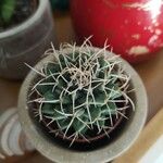 Mammillaria magnimamma Ліст