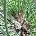 Pinus nigra Φύλλο