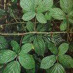 Rubus arrheniiformis Likasa