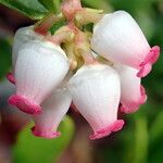 Arctostaphylos uva-ursi 花