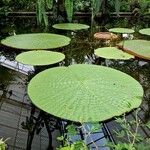 Victoria amazonica Foglia