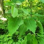 Populus grandidentata List