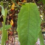 Thunbergia mysorensis Лист