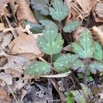 Ranunculus hispidus Leaf